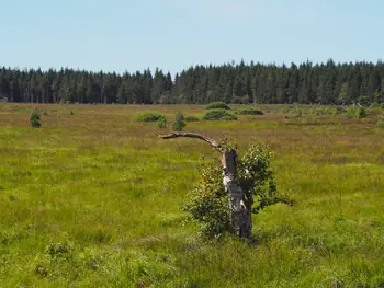 Signal de Botrange (Belgium)